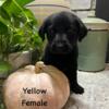 AKC Black Labrador Retriever