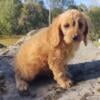 Cavapoo puppies for sale