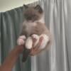 Ragdoll Kittens avail