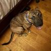 American Bully XL puppy