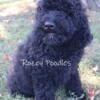 AKC Black Mini Poodle Males