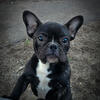 French bulldog AKC FULL RIGHTS