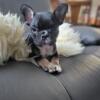 CKC Registered French Bulldog Puppies