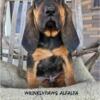 Black and Tan Bloodhounds babies