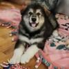 Meet our Girls!  Alaskan Malamute Puppies For Sale