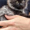 Kittens Chantilly Tiffany Maincoons 3 left 💜