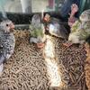 Baby cockatiels 