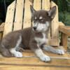 AKC SIBERIAN HUSKY PUPPIES (WE ARE LICENSED & USDA INSP) SERVING NEW ENGLAND SINCE 2014