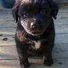 Pit ~ Lab Mixed Pups!