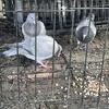 Homing pigeons