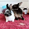 NETHERLAND DWARF BABY BUNNY RABBITS