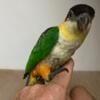 Black headed caique for sale