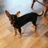 Male Chihuahua Puppy 9 months old