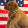 Puppies Dogue de Bordeaux (AKC)