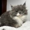 Maine coon kittens for sale