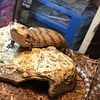 Merauke blue-tongued skink I