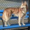 $600  2YR OLD GIRL HUSKY BROOKLYN  NYC