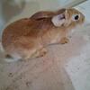 Non pedigreed flemish giant Fawn Buck