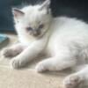 SOLD  Elliot Ragdoll kitten Kats Ravishing Ragdolls