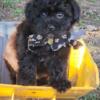 Puppy Yorki Poo Male