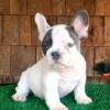 Akc registered French  Bulldogs puppies