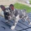 Merle female frenchie