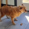 5 year old female Pomeranian. New Concord ohio 