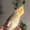 Baby Cockatiels