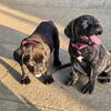 Looking for a loyal, loving, and powerful companion? Look no further!