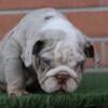 English bulldog Merle male 