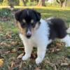 AKC Collie Puppies Available