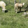 Katahdin ewes and lambs for sale