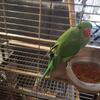 Indian ringnecks