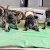 Presa canario puppies