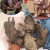 BIG 30 X WALA micro exotic bullies