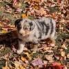 Australian Shepherd puppies