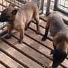 Belgian Malinois puppies