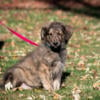 Peach - Brindle Female Gollie - Ready Now!