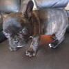 Female French bulldog