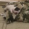 Boston Terrier Puppies