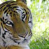 Enchanting Uttaranchal and Tiger Tour
