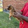 For Sale Boxer puppies