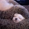 10 week old female maltese Bree 