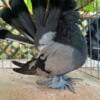 Pigeons Indian Fantails