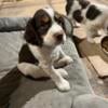 English Springer Spaniel Puppy - Purebred - tricolor - AKC