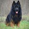 Imported, Show Line, Long Hair German Shepherds 