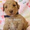 AKC Red Standard Poodle Puppies
