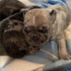 Merle and brindle pugs