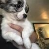 Rocky