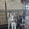 Beauty an Personality Pomsky pups